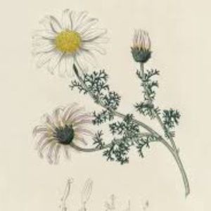 Meet your Posher, Reese